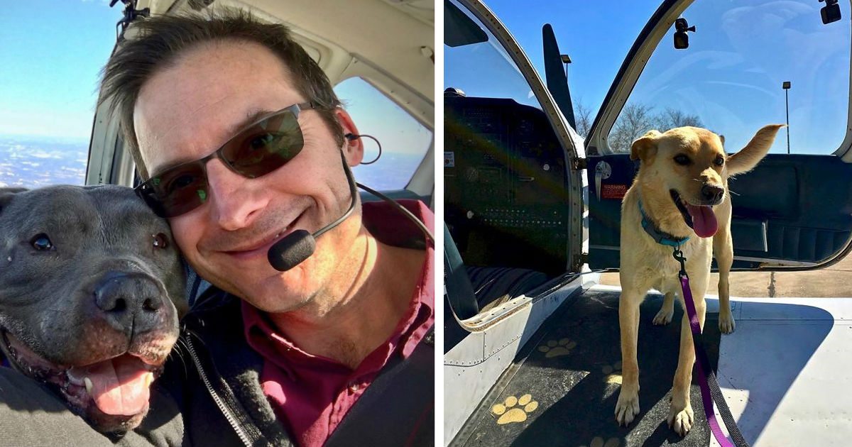 Rescue Organization Flies Dogs Out Of High-Kill Shelters