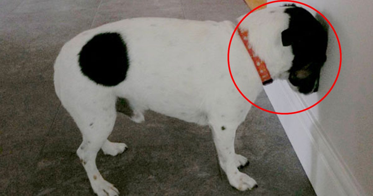 If Your Dog Is Head Pressing It Could Be A Medical Emergency