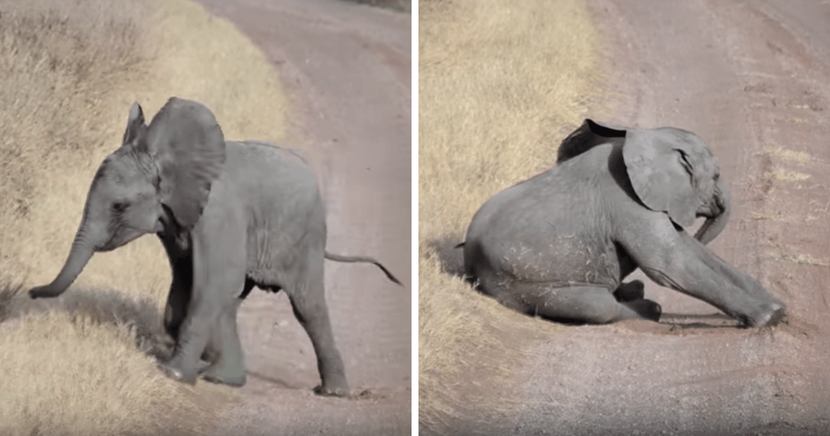 Baby Elephant Throws The Cutest Temper Tantrum Ever