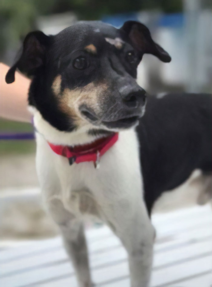 Loyal dog dies after saving his family from a house fire by alerting them