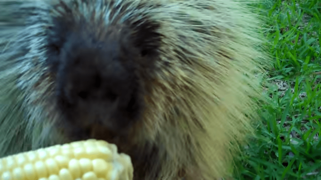 Mom gives corn to 'Teddy the Porcupine,' makes hilarious sound when she