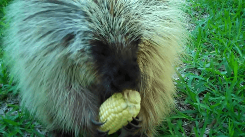 Mom gives corn to 'Teddy the Porcupine,' makes hilarious sound when she