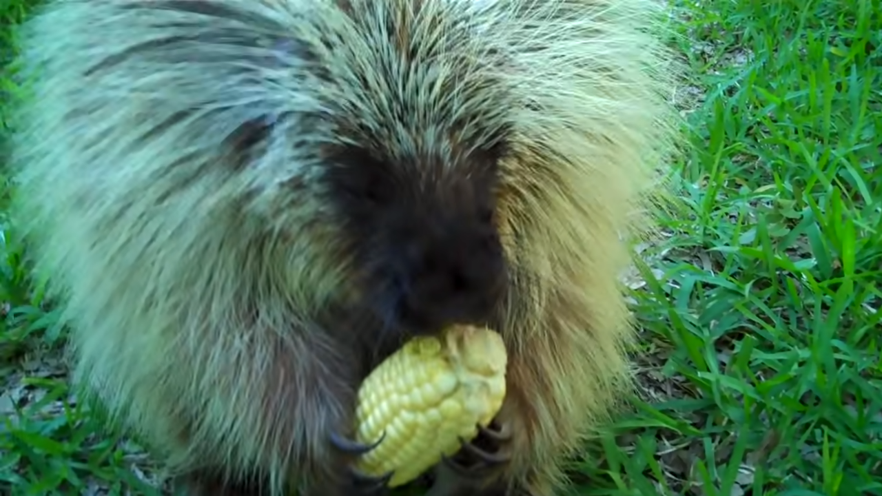 Mom gives corn to 'Teddy the Porcupine,' makes hilarious sound when she