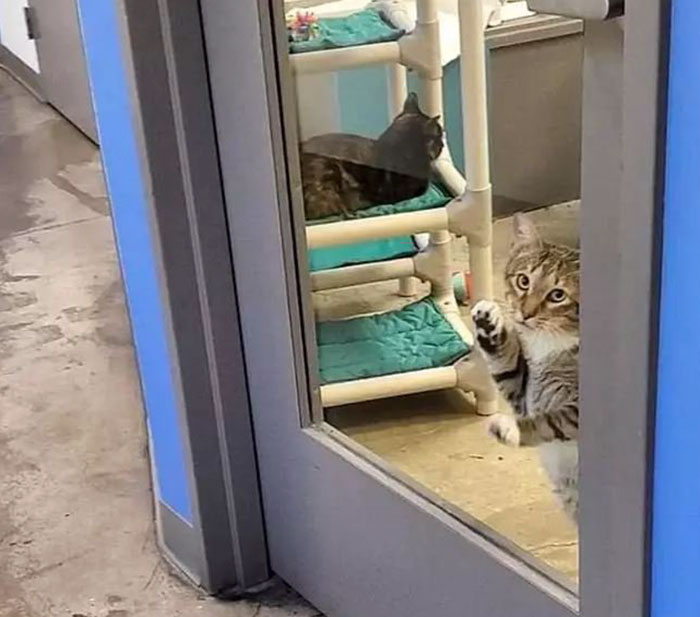Cat locked up in solitary confinement for letting the other shelter