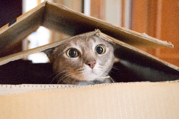 There’s a scientific explanation to why cats love boxes so much