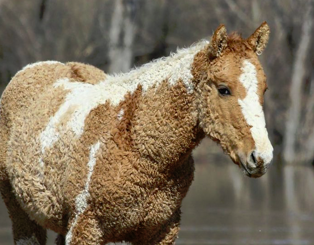 Horse_Curls