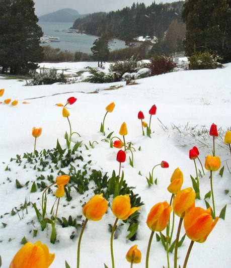 Snow_Garden