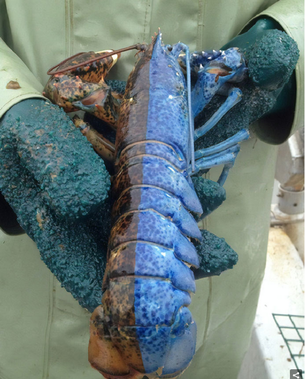 Bi-Coloured_Lobster