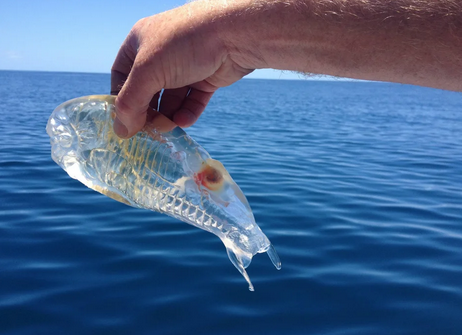 Transparency_Looks_Fishy