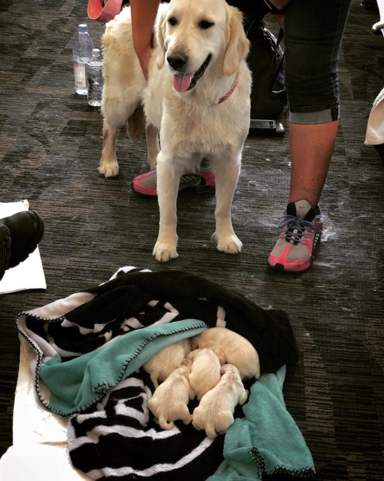 Service dog goes into labor while waiting for her flight and someone