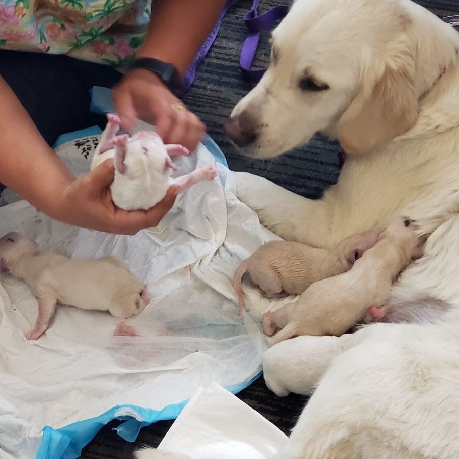 Service dog goes into labor while waiting for her flight and someone