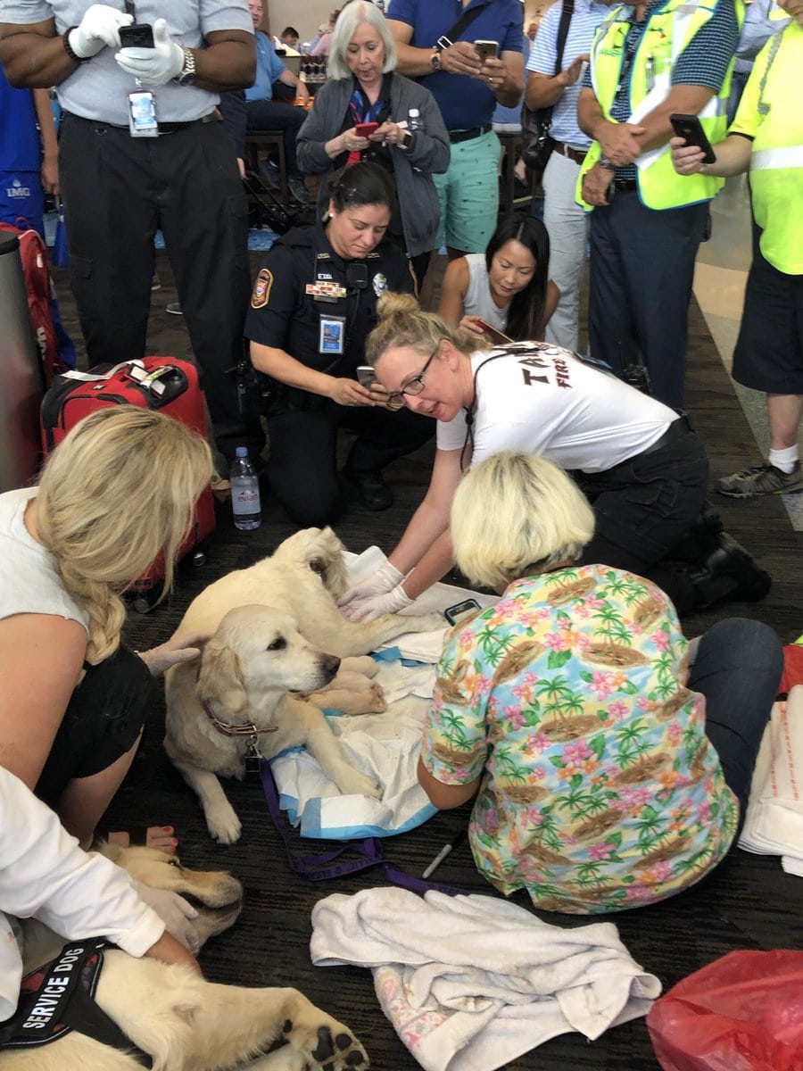 Service dog goes into labor while waiting for her flight and someone