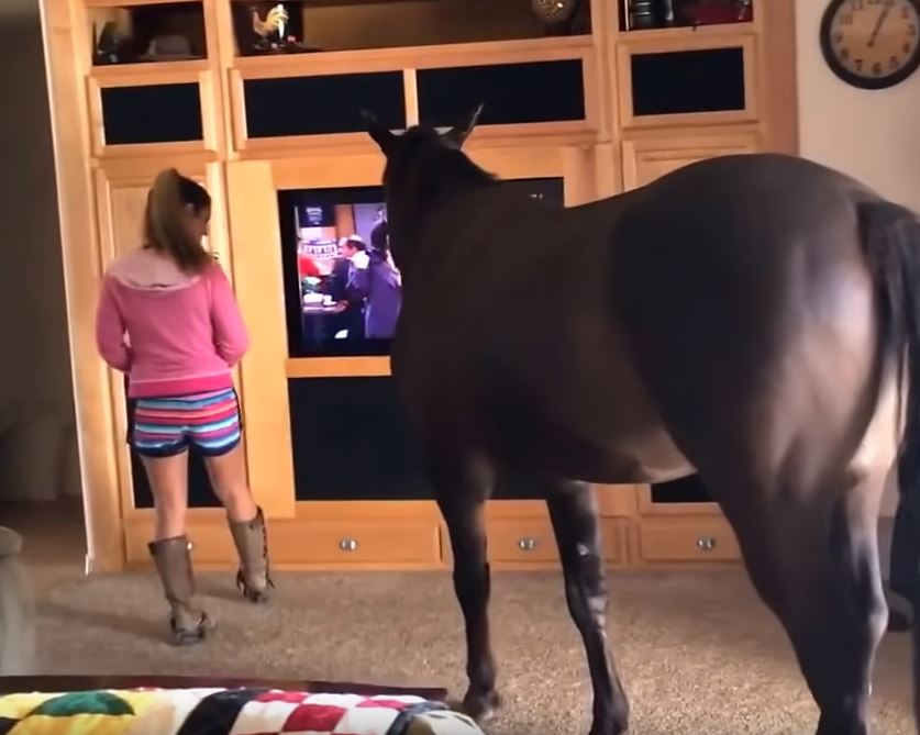 Owners Let Horse Walk In House