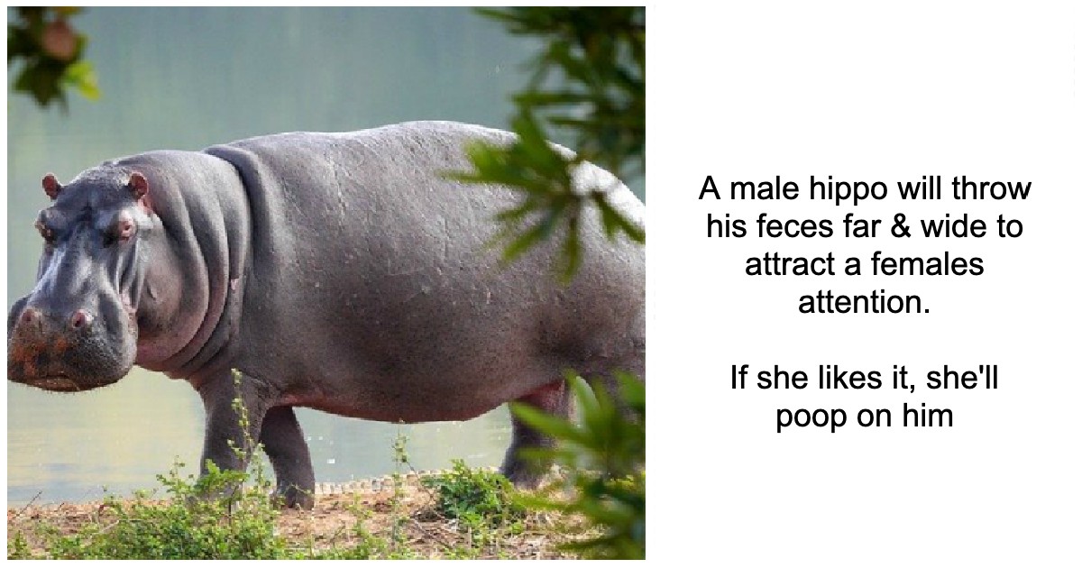 Terrifying animal mating rituals that will make you glad you're human Terrifying animal mating rituals that will make you glad you're human