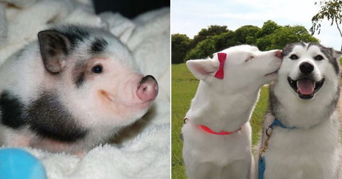 75 Adorable Animals Flashing The Biggest Smiles Smiling Animals Ftd