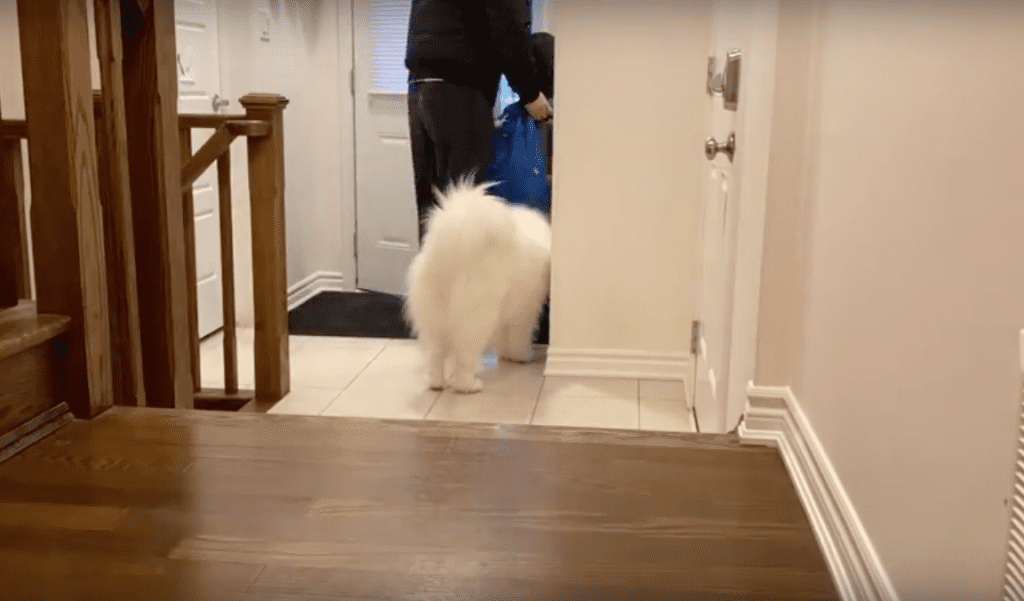 Dog shows who her favorite parent is – waits for dad to come home even ...