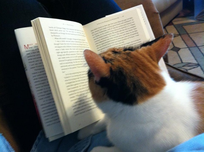 45 Cats That Need You Right When You Start Reading