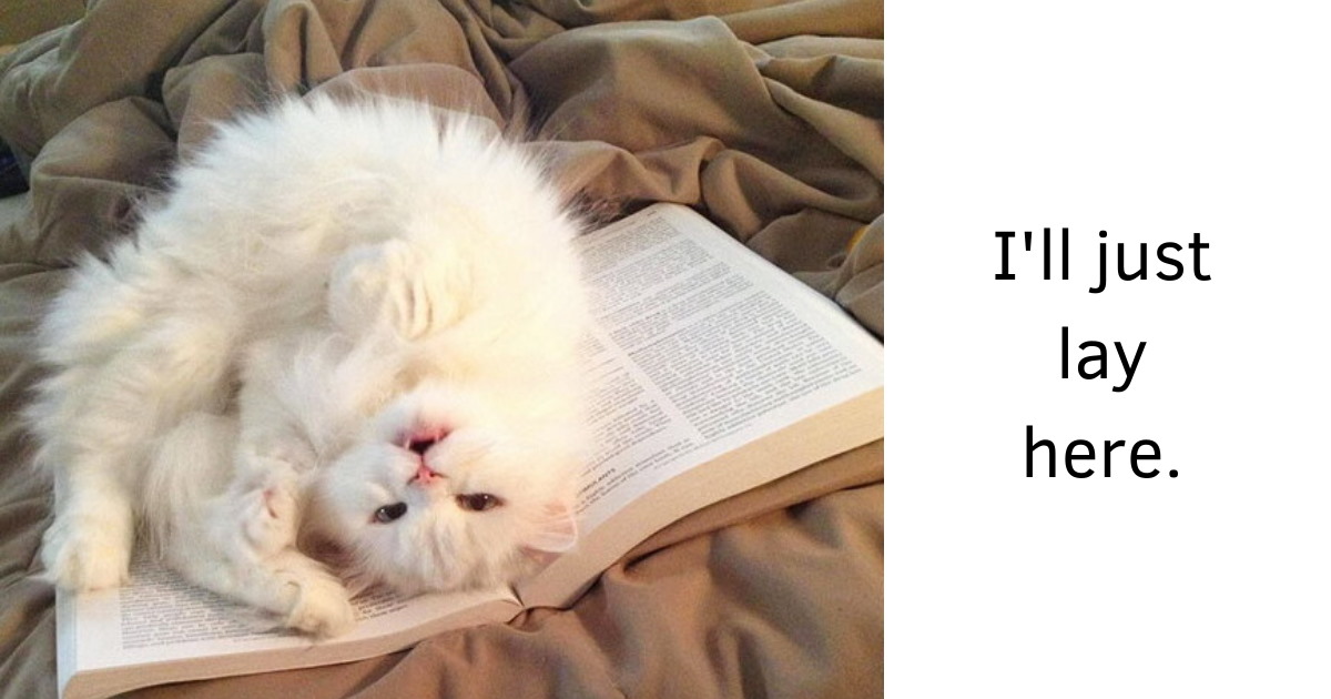 45 Cats That Need You Right When You Start Reading