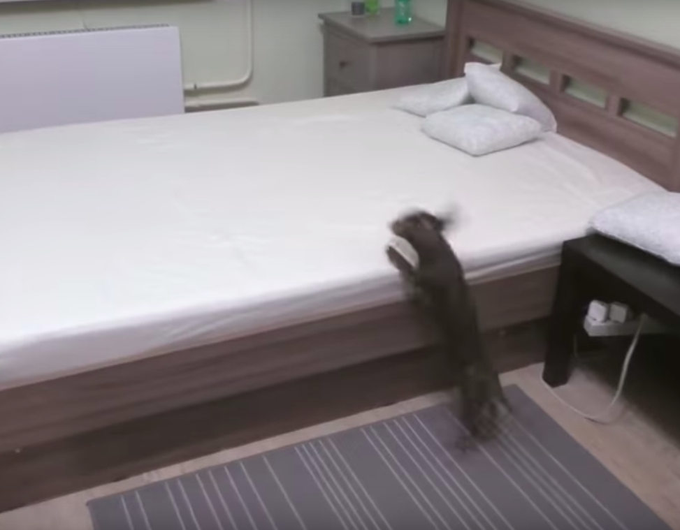 Cute Little Dog Overjoyed To Get To Play On Bed