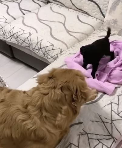 Golden retriever bursts with joy getting new puppy sister