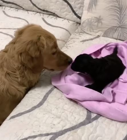 Golden retriever bursts with joy getting new puppy sister