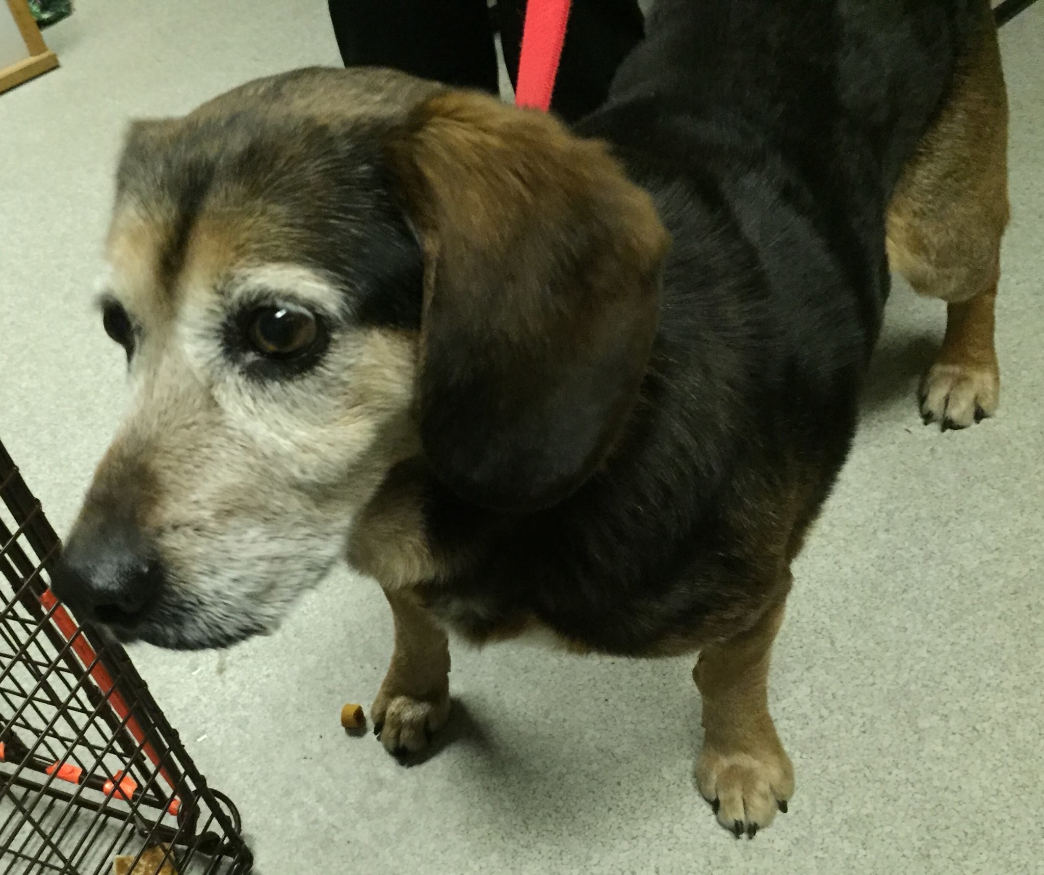 Beagle reunited with his owner after 764 days apart