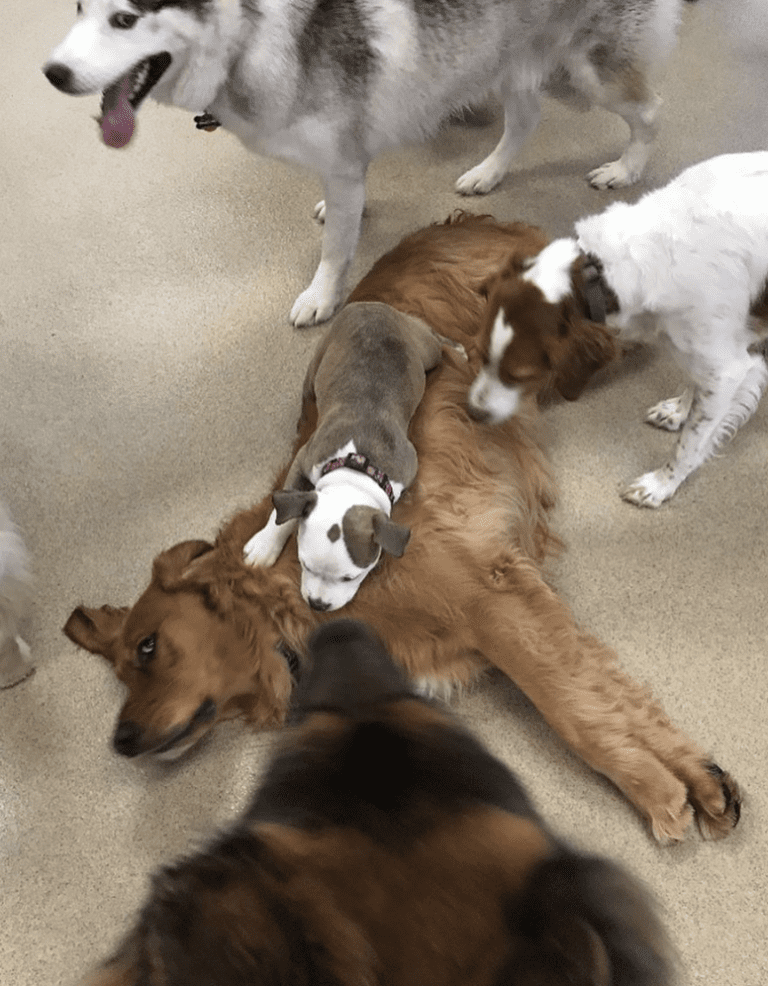 Puppy has a habit of making friends with the fluffiest dogs at daycare