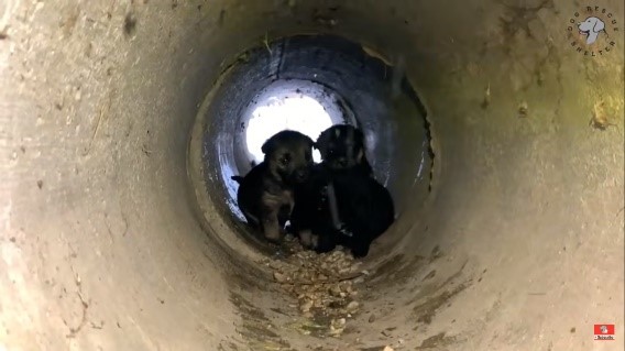 Brave Dog Mom Asks Stranger To Save Her Puppies