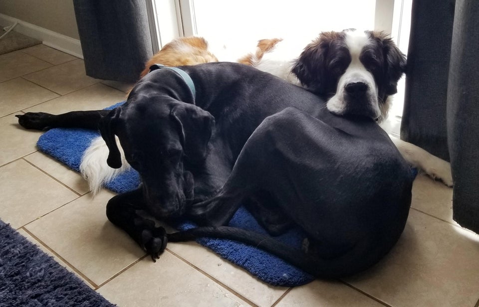 50+ adorable giant dogs who don’t realize how big they are