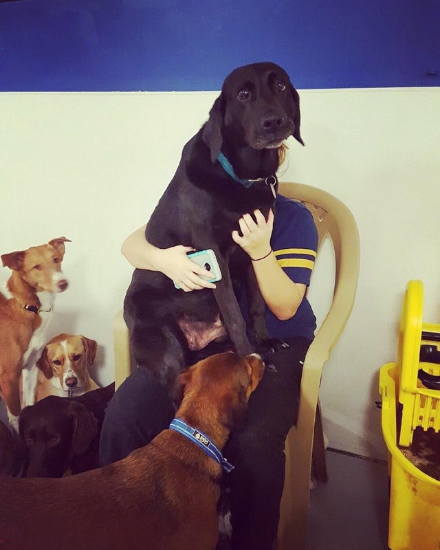 50+ adorable giant dogs who don’t realize how big they are