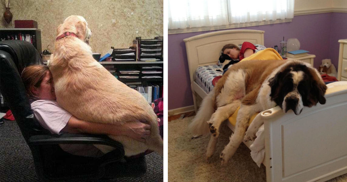 50+ adorable giant dogs who don’t realize how big they are