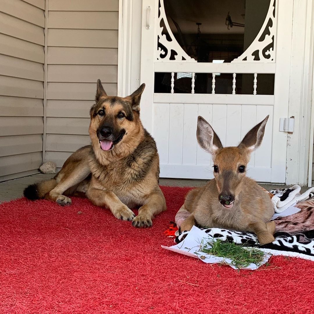 Kind German Shepherd Babysits Orphaned Fawns