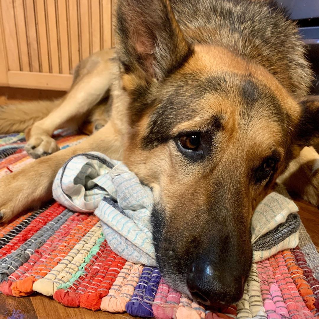 Kind German Shepherd Babysits Orphaned Fawns