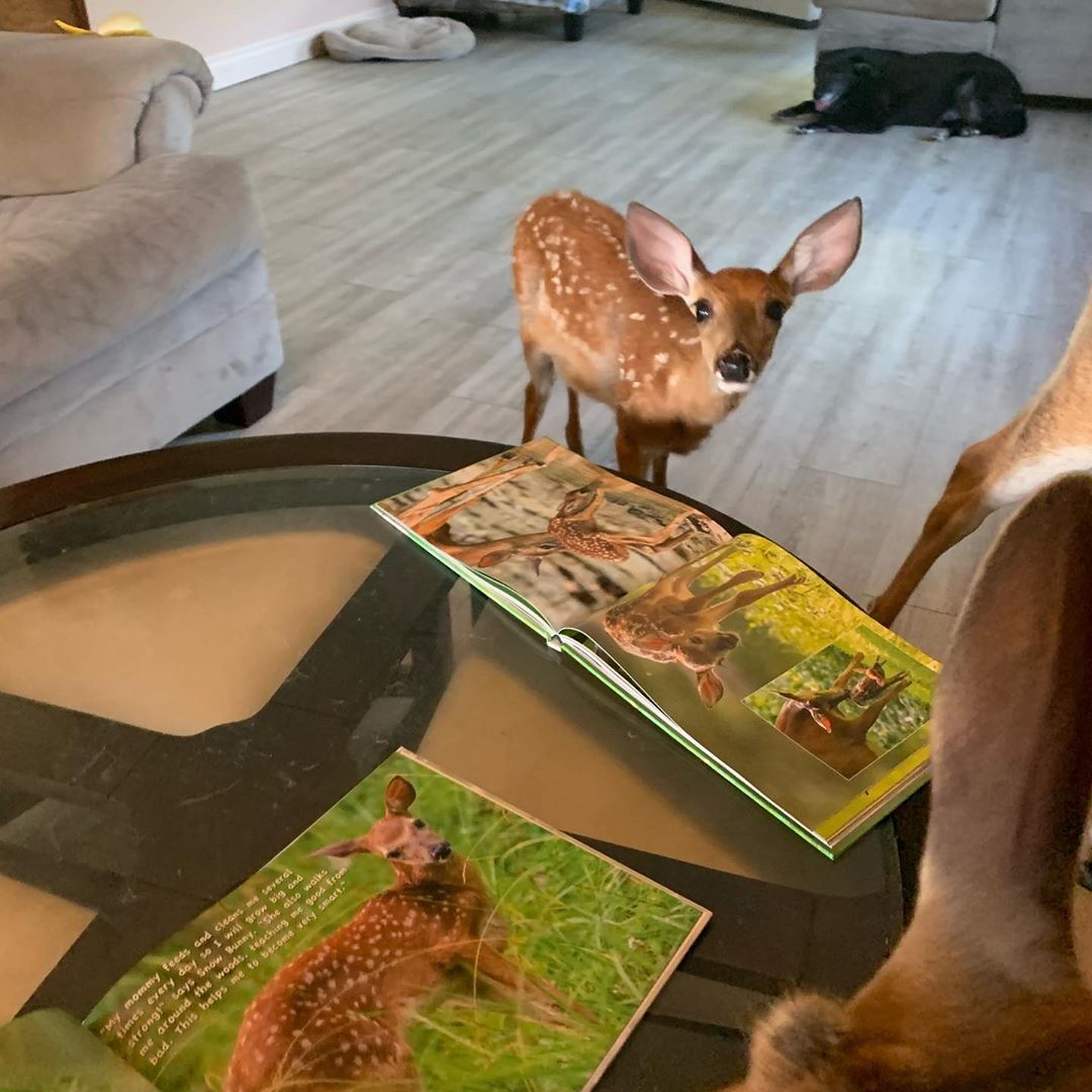 Kind German Shepherd Babysits Orphaned Fawns