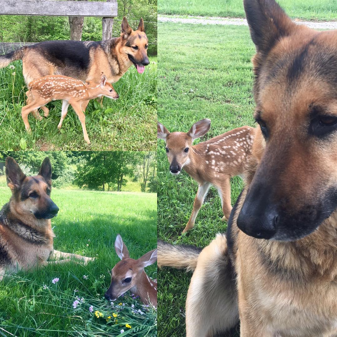 Kind German Shepherd Babysits Orphaned Fawns