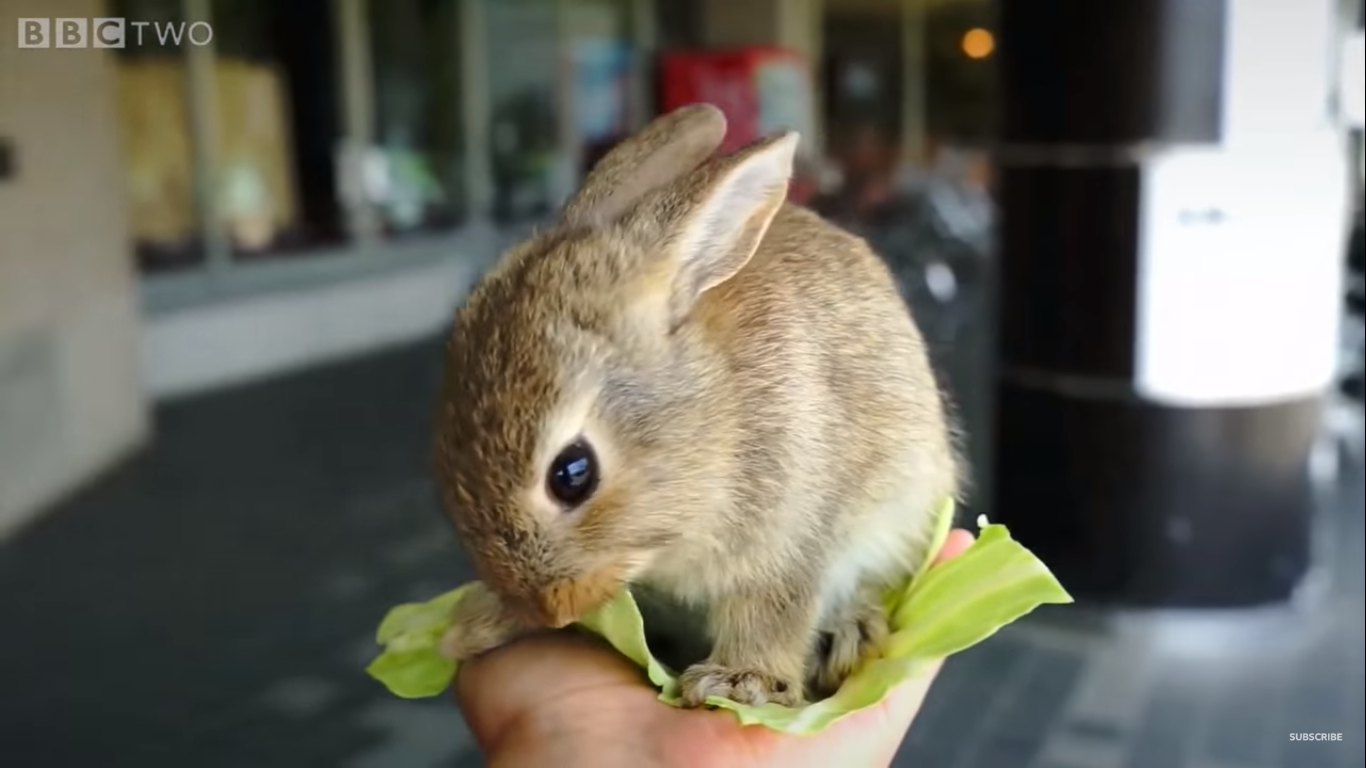 Hundreds of Adorable Rabbits Take Over Small Island In Japan
