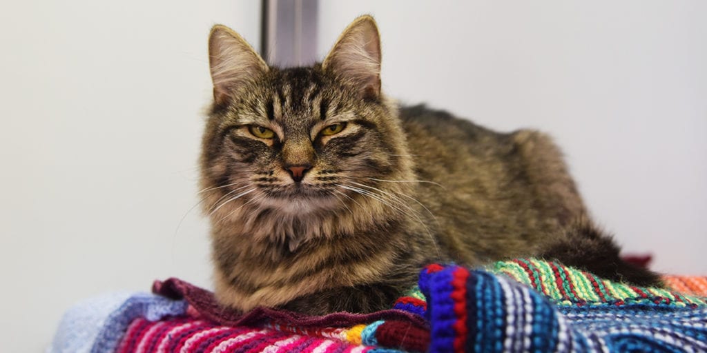 Shelter throws birthday party for sweet tabby catbut no one came