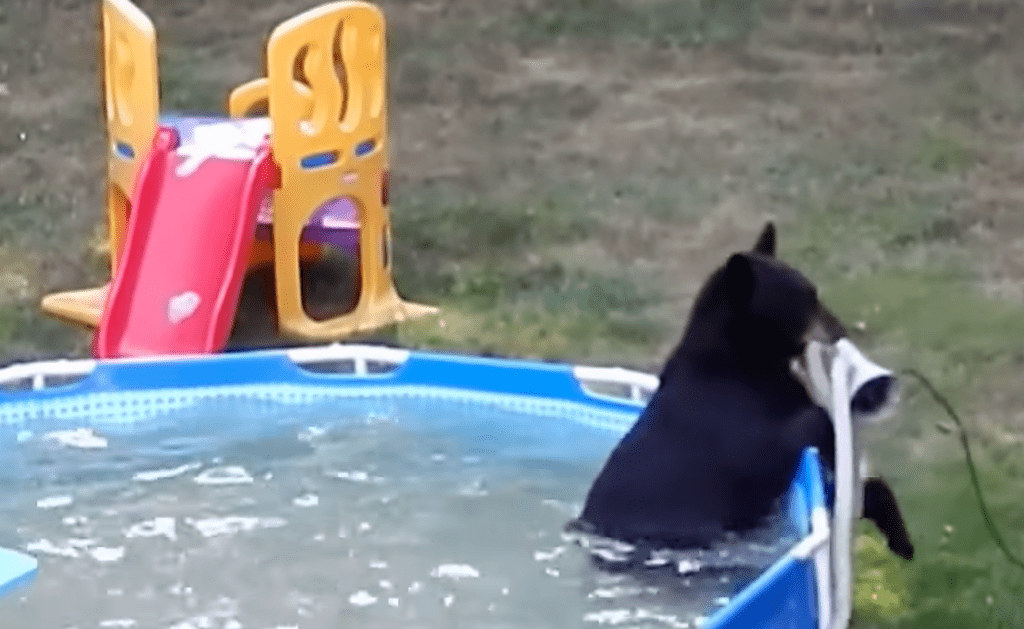 Momma bear and cubs caught having a backyard pool party