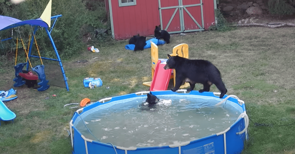 Momma bear and cubs caught having a backyard pool party