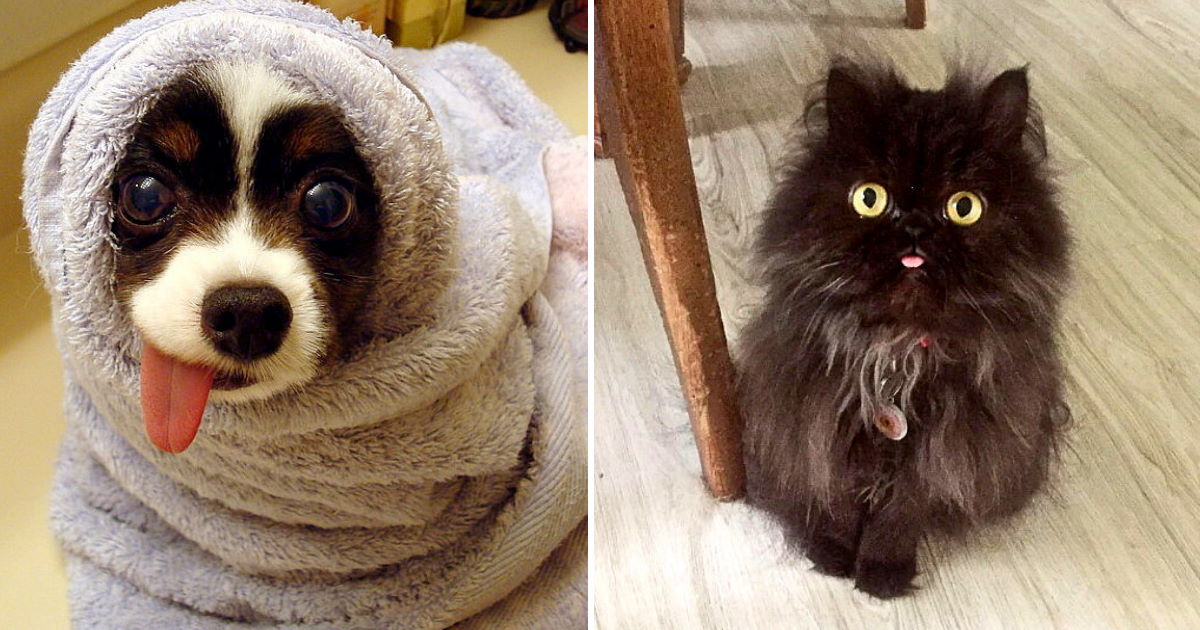 30 Adorable Animals With Their Tongues Sticking Out