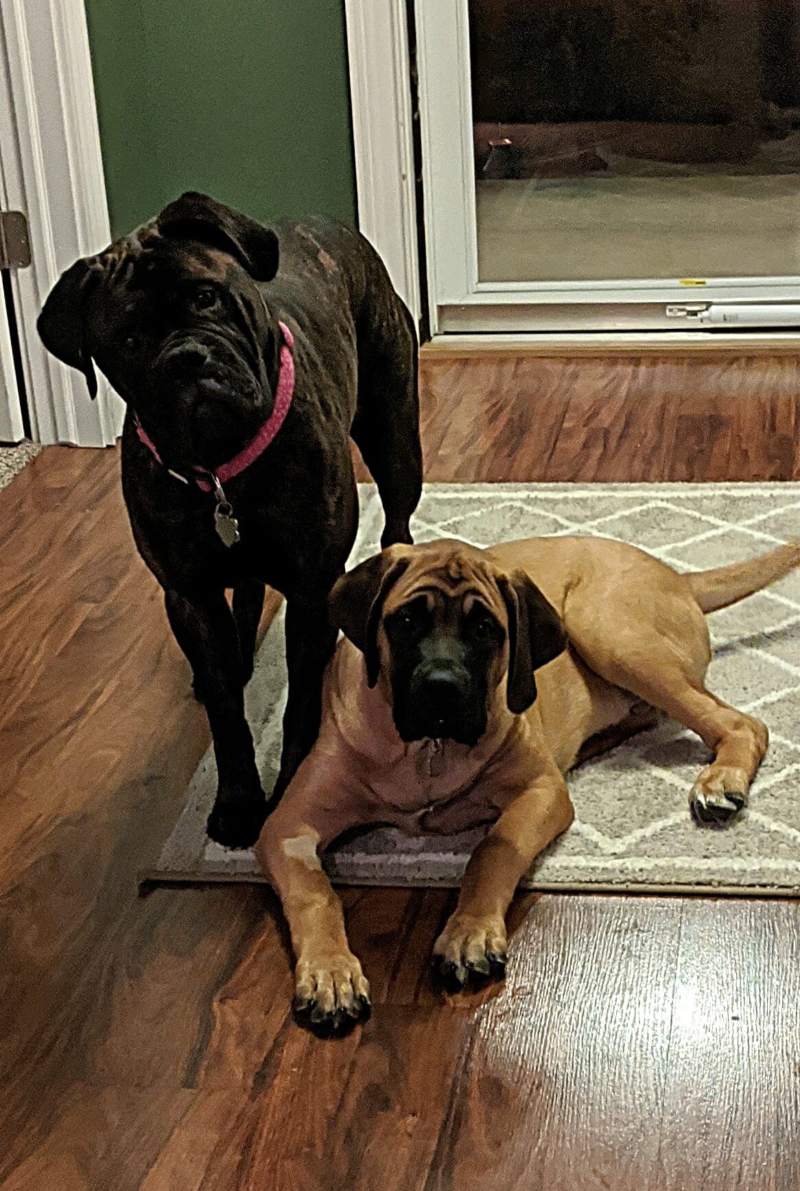 Loyal dog keeps boy company when he's put in time out