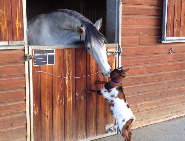 Irresistibly Adorable: Heartwarming Moments of a Baby Goat and a Delightful Pony's Precious Friendship (VIDEO)