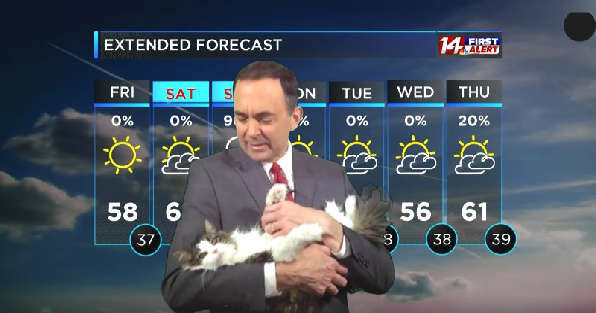 Needy cat crashes owner’s live weather broadcast from home