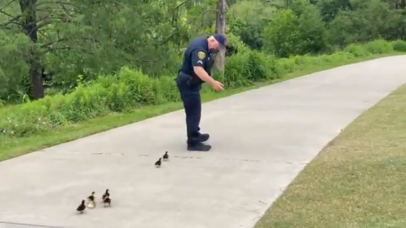 Police Officers Lead Lost Ducklings Back To Their Mother
