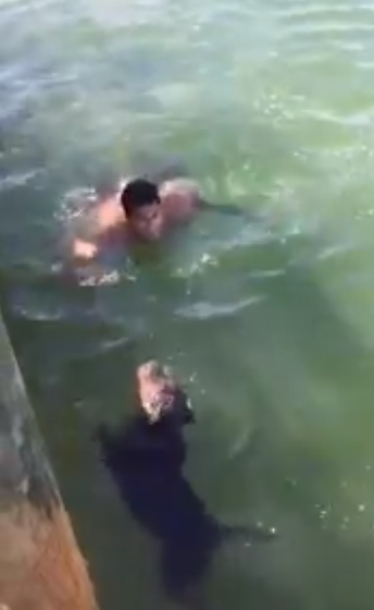 Firefighter heroically dives into bay to saves senior dog from drowning