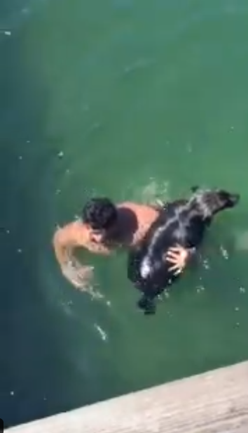 Firefighter heroically dives into bay to saves senior dog from drowning