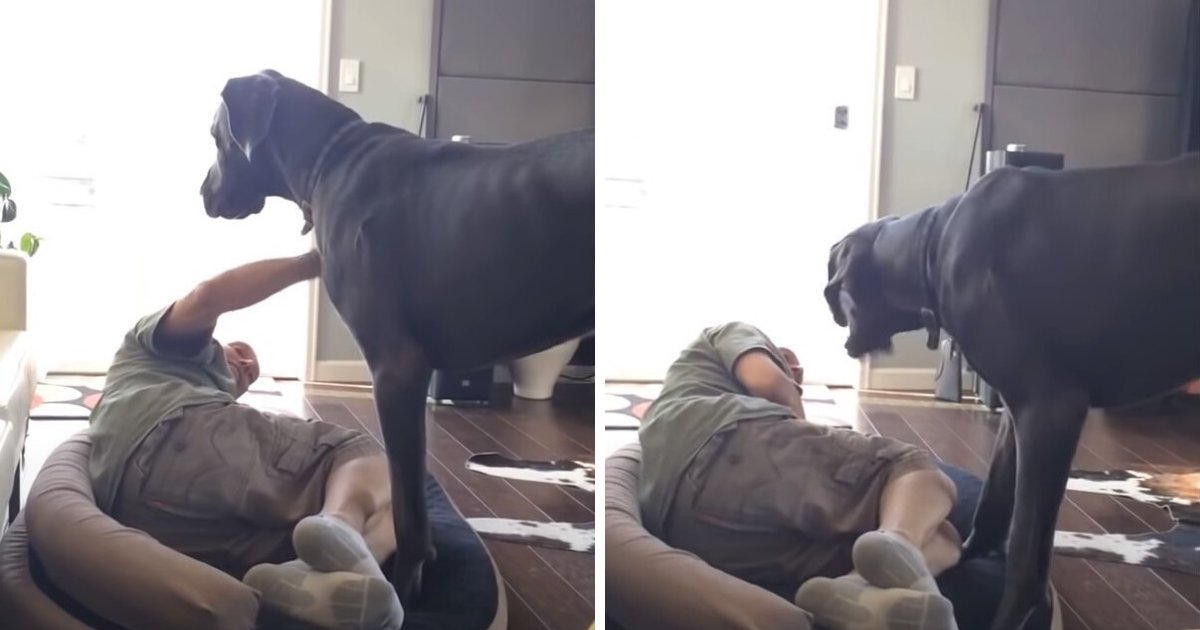 Grumpy Great Dane sees dad stole his bed and throws a hilarious fit