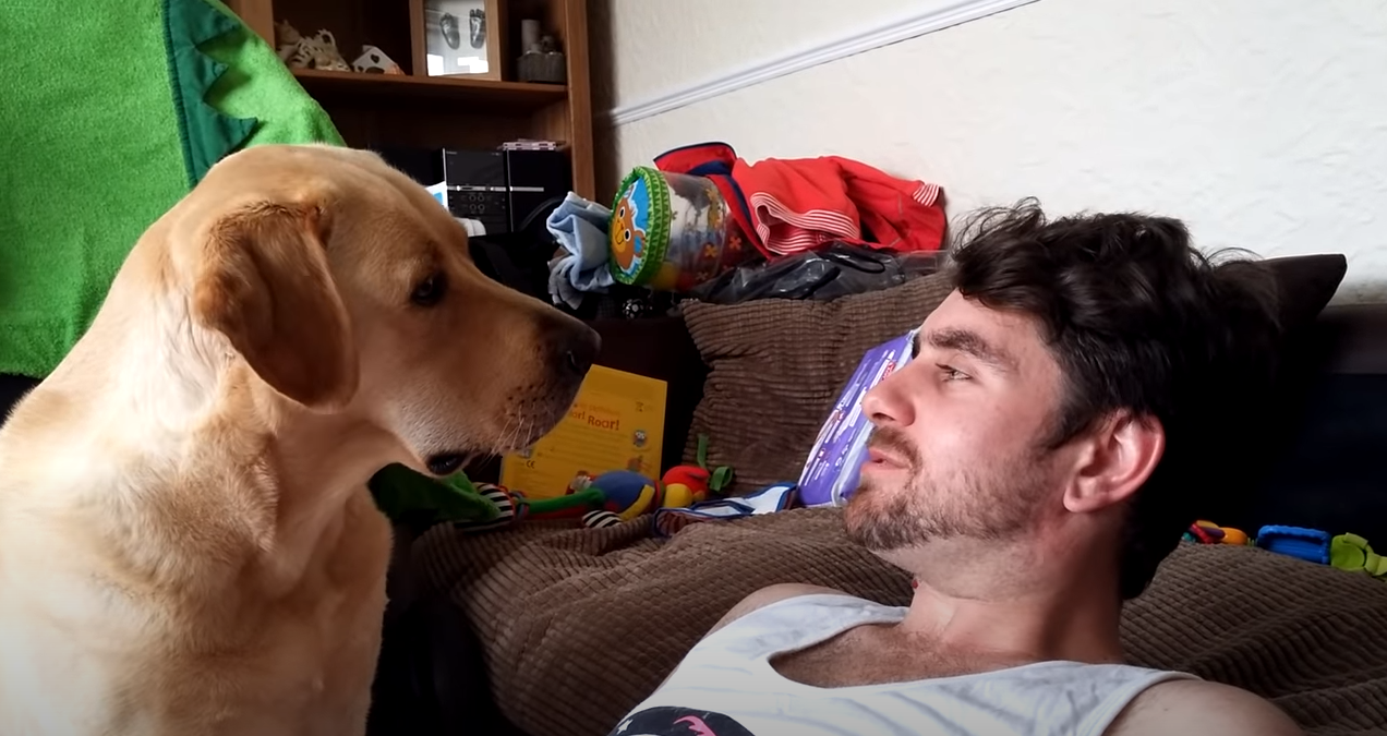 Labrador doesn’t take kindly to being ignored
