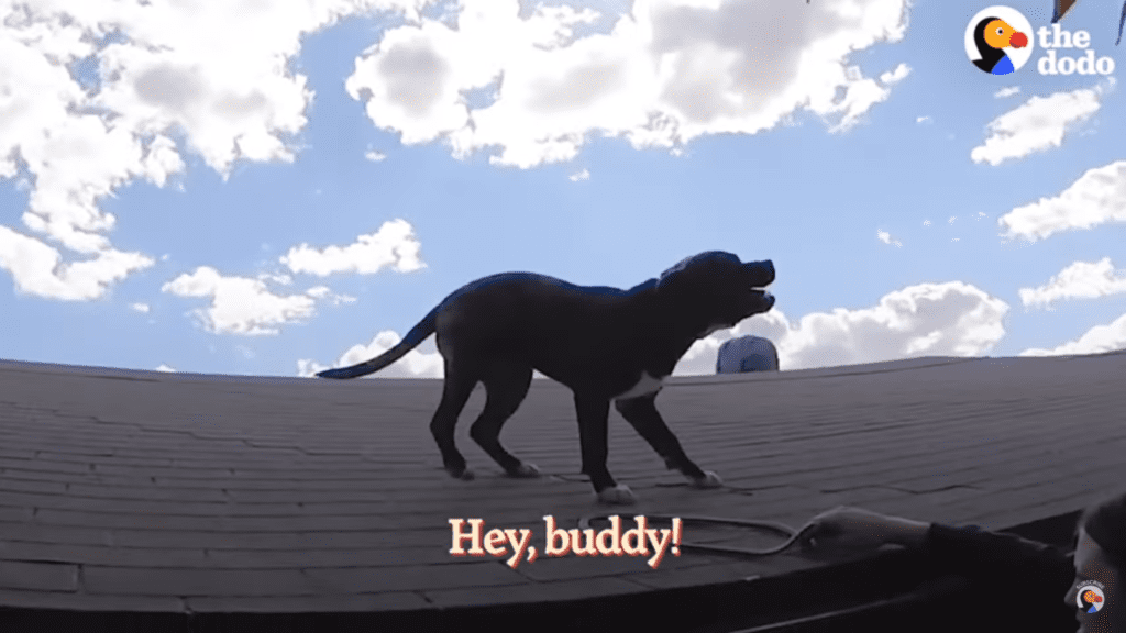 Stray Pit Bull Trapped On Hot Roof Has Best Reaction To Being Rescued