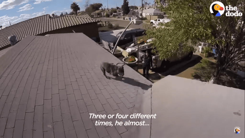 Stray Pit Bull Trapped On Hot Roof Has Best Reaction To Being Rescued